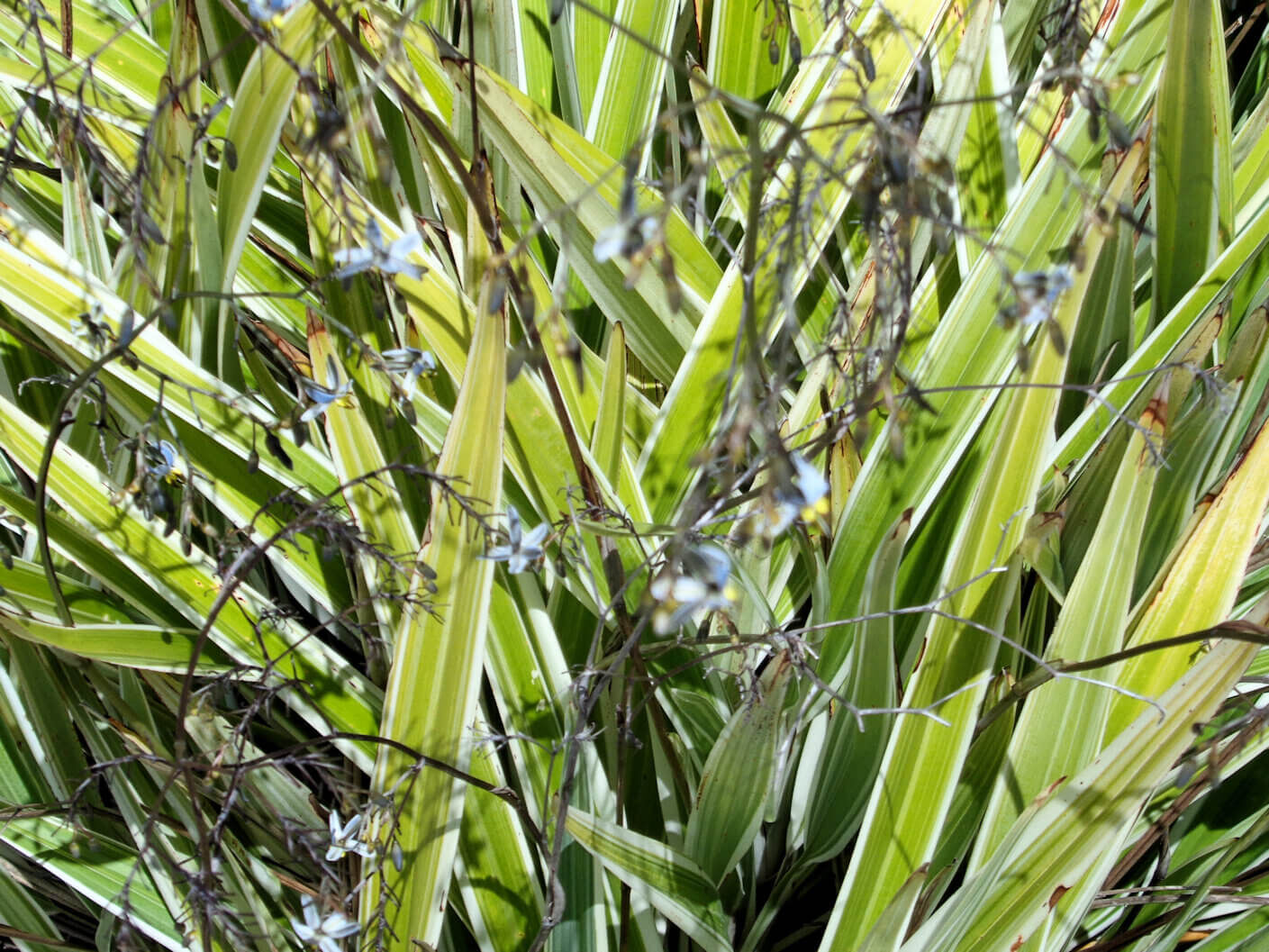 Flax lily